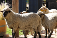 wine, Argentina, Uco Valley, Mendoza, Lujan de cuyo, sheep, biodynamic, Alpamanta