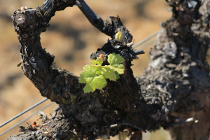 Chile, vineyard, Casablance, vine, budbreak, Chile