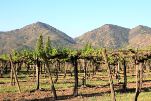 Sanata Rita, Petit Syrah, Pergola vines, Chile, Bougainville