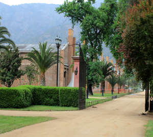 tarapaca, wine, chile, isla de Maipo