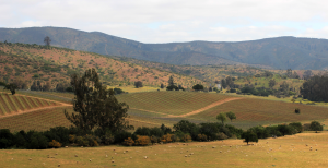 matetic vineyards, chile, wine EQ, Rosario Valley, San Antonio Valley