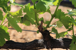 Apalta, Chile, vineyards, Santa Rita, Carmen, wine