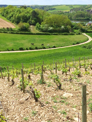 Corinne et Jean-Paul Grossot, Eve Grossot, La Part des Anges, Chablis